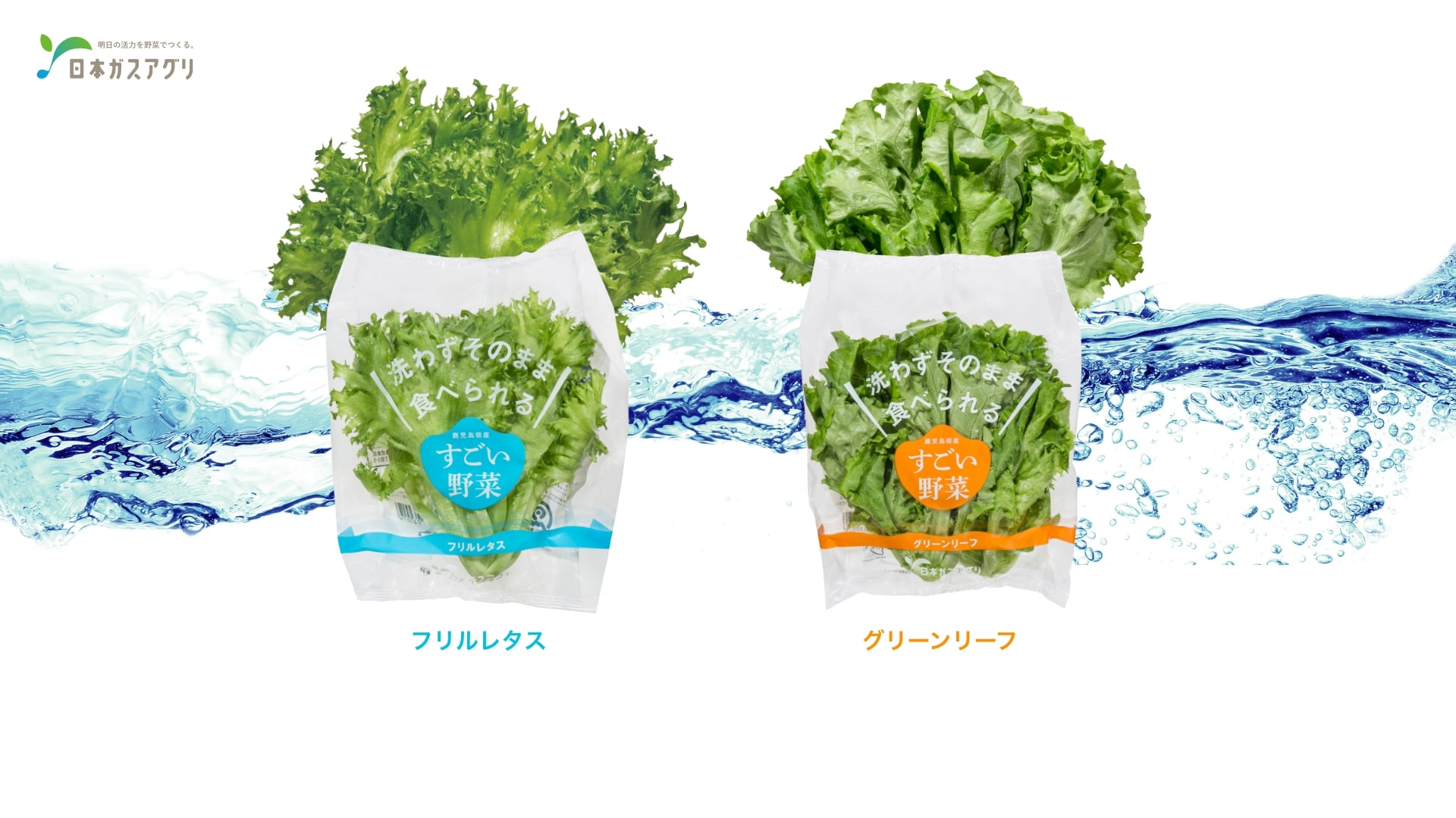 洗わないで食べられる すごい野菜 日本ガスアグリ 洗わないで食べられる すごい野菜 日本ガスアグリ