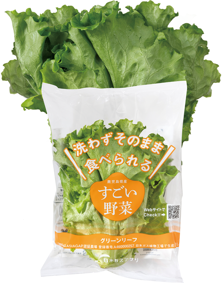 グリーンリーフ